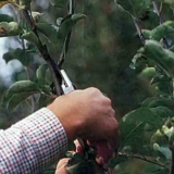 Kako formirati patuljasto stablo jabuke - kako rezati u jesen